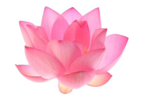 lotus